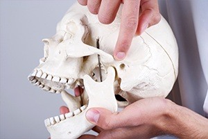 Model of skull and jawbone