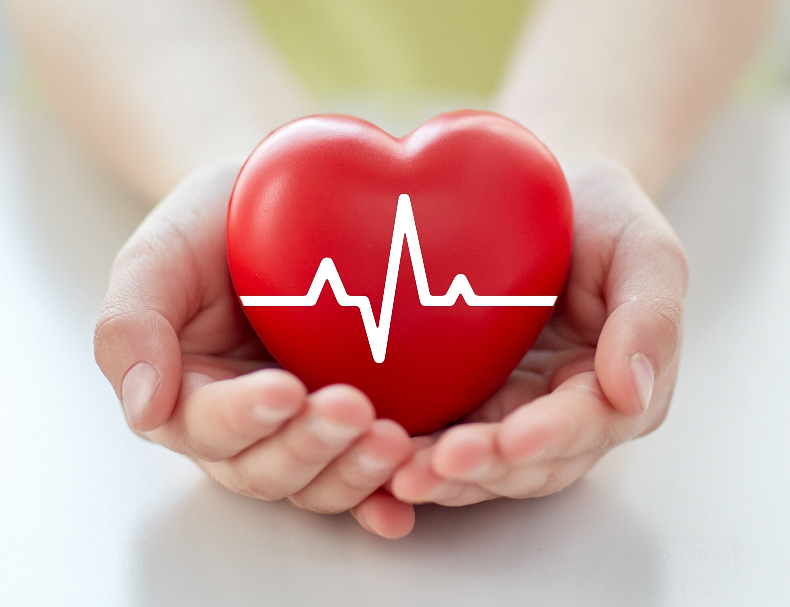 Hands holding model heart